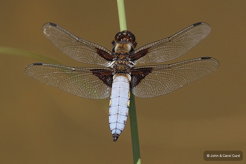 IMG_1800 Libellula depressa male.JPG